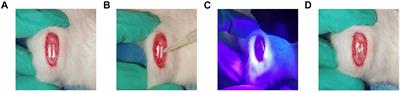 Potential Mechanisms of the Impact of Hepatocyte Growth Factor Gene-Modified Tendon Stem Cells on Tendon Healing